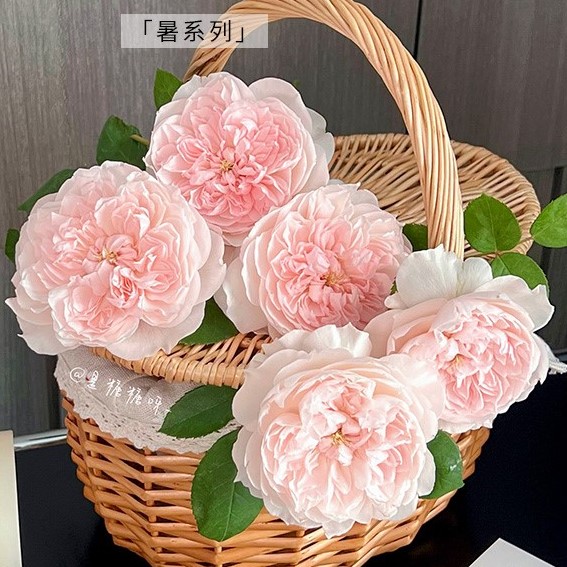 Роза парковая Летте Хоум